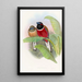 Trogon Kasumba - John Gould — framed artwork on a wall