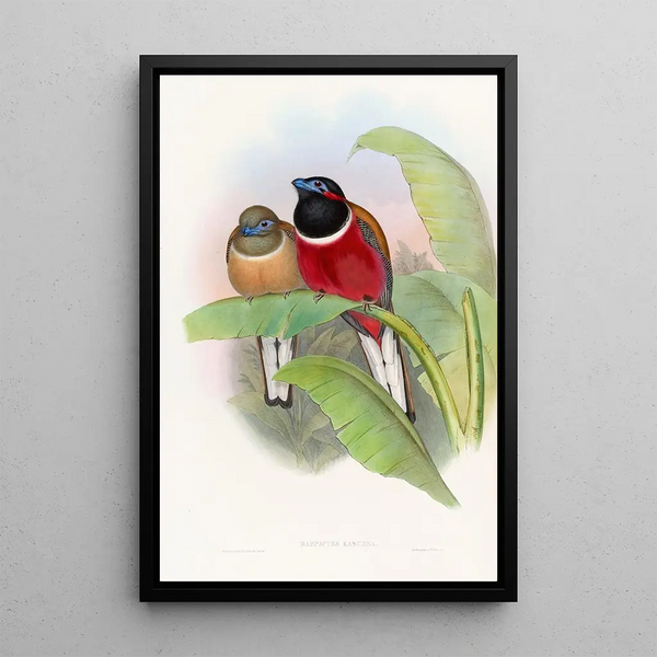 Trogon Kasumba - John Gould — framed artwork on a wall