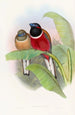 Trogon Kasumba - John Gould — artwork view