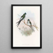 Swallow-Tree Klecho - John Gould — framed artwork on a wall