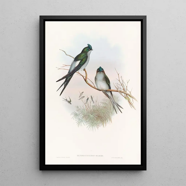 Swallow-Tree Klecho - John Gould — framed artwork on a wall