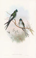 Swallow-Tree Klecho - John Gould — artwork view