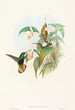Lafresnaya flavicaudata - John Gould — artwork view