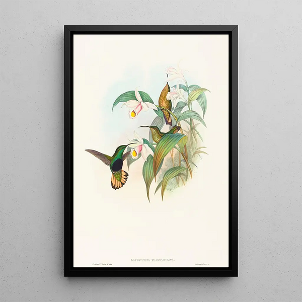 Lafresnaya flavicaudata - John Gould — framed artwork on a wall