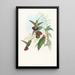 Lampornis prevosti - John Gould — framed artwork on a wall