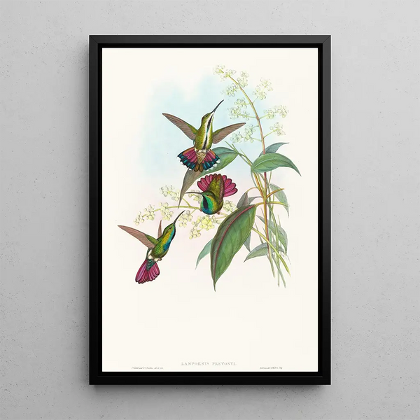 Lampornis prevosti - John Gould — framed artwork on a wall
