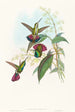 Lampornis prevosti - John Gould — artwork view