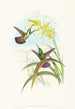 Lampornis veraguensis - John Gould — artwork view