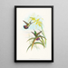 Lampornis veraguensis - John Gould — framed artwork on a wall