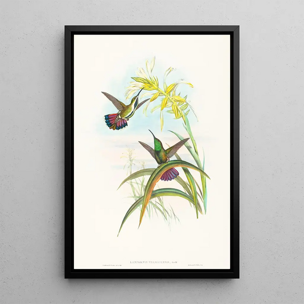 Lampornis veraguensis - John Gould — framed artwork on a wall