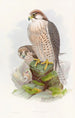 Falcon Lanier - John Gould — artwork view