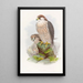Falcon Lanier - John Gould — framed artwork on a wall