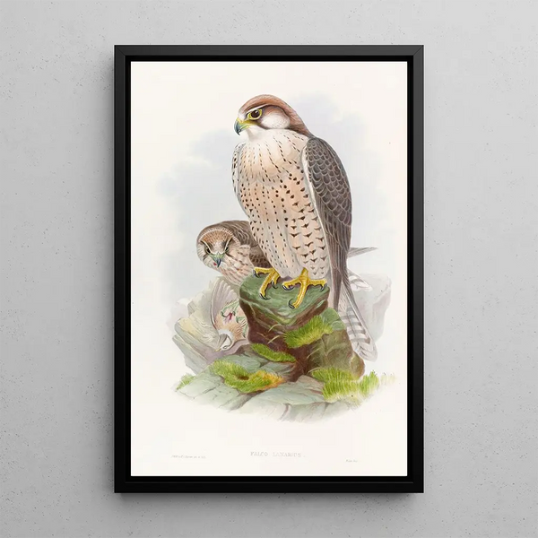 Falcon Lanier - John Gould — framed artwork on a wall