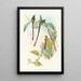 Lesbia Amaryllis - John Gould — framed artwork on a wall