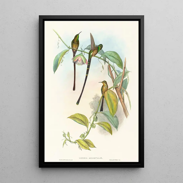 Lesbia Amaryllis - John Gould — framed artwork on a wall