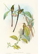 Lesbia Amaryllis - John Gould — artwork view