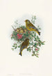 European Verdier Painting - John Gould — artwork view