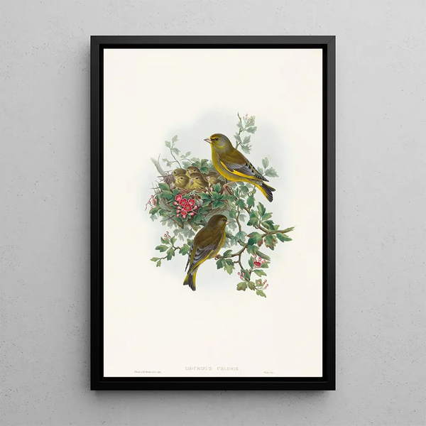 European Verdier Painting - John Gould — framed artwork on a wall
