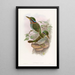 Lindsay Kingfisher Painting - John Gould — framed artwork on a wall