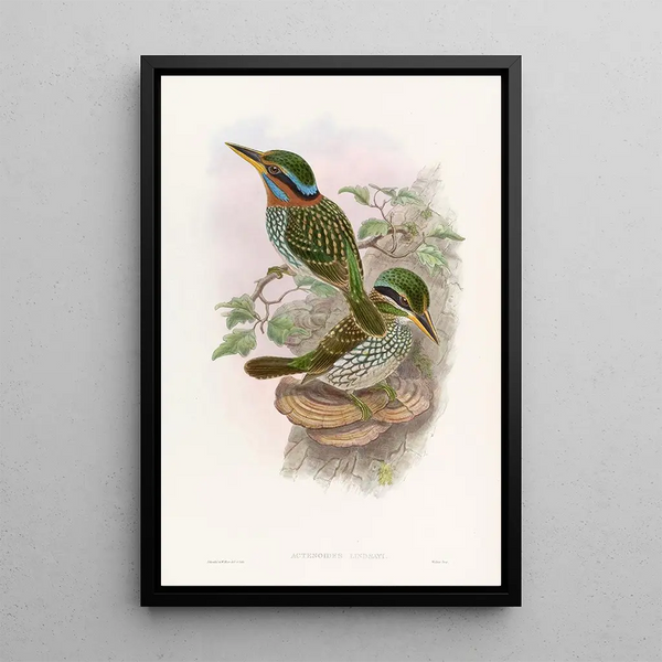 Lindsay Kingfisher Painting - John Gould — framed artwork on a wall