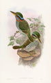Lindsay Kingfisher Painting - John Gould — artwork view