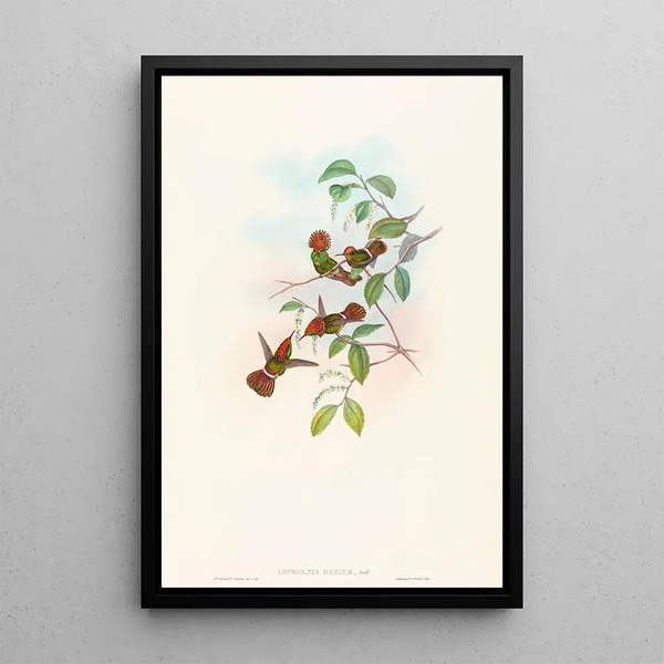 Lophornas reginae - John Gould — framed artwork on a wall