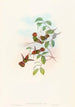 Lophornas reginae - John Gould — artwork view