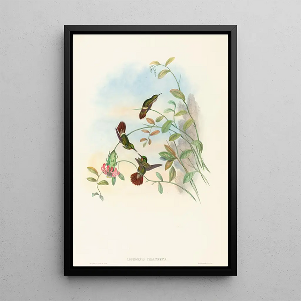 Lophornis chalybeus - John Gould — framed artwork on a wall