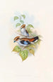 Eurylaime luné - John Gould — artwork view