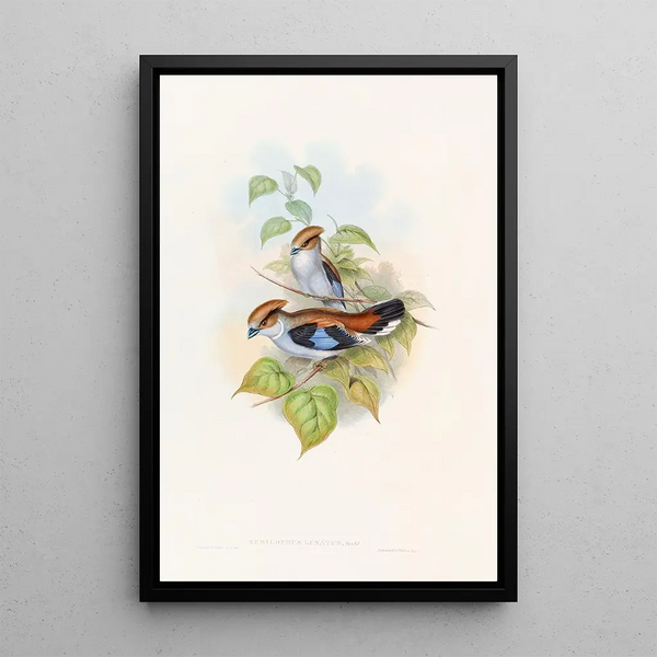 Eurylaime luné - John Gould — framed artwork on a wall