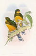 Trogon de Macklot - John Gould — artwork view