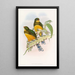 Trogon de Macklot - John Gould — framed artwork on a wall