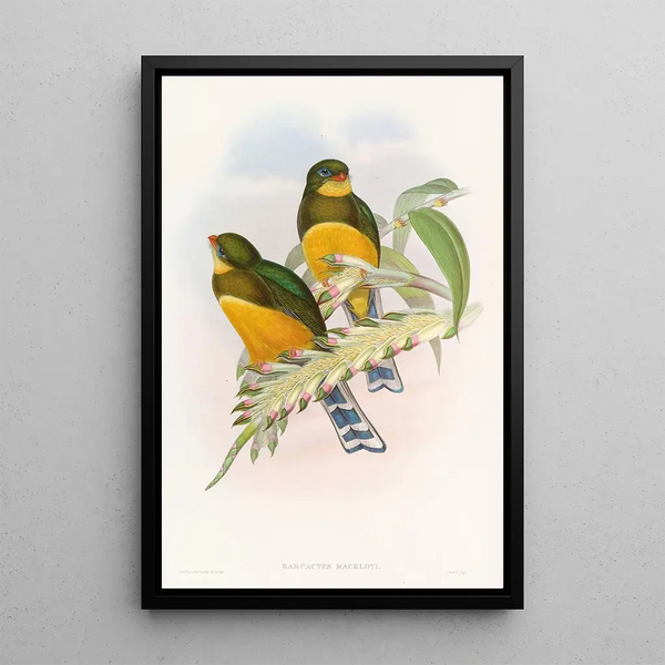 Trogon de Macklot - John Gould — framed artwork on a wall