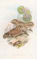 Engoulvent Mahratta - John Gould — artwork view