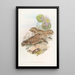 Engoulvent Mahratta - John Gould — framed artwork on a wall