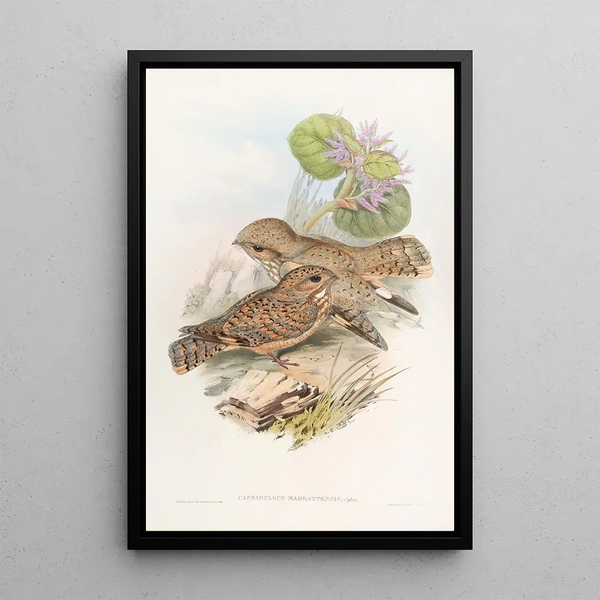 Engoulvent Mahratta - John Gould — framed artwork on a wall