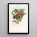 Malacca Trogon Painting - John Gould — framed artwork on a wall