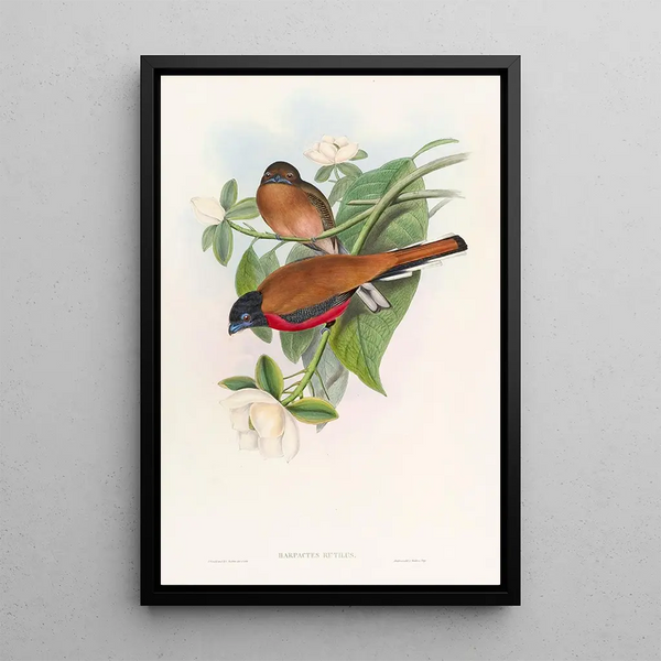 Malacca Trogon Painting - John Gould — framed artwork on a wall