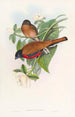 Malacca Trogon Painting - John Gould — artwork view