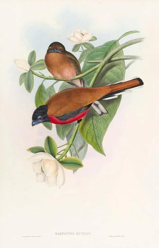 John Gould - Malacca Trogon.webp