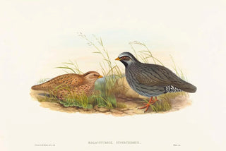 Malacoturnix superciliosus - John Gould — artwork view