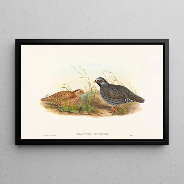Malacoturnix superciliosus - John Gould — framed artwork on a wall