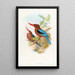 Martin-pêcheur de Manille - John Gould — framed artwork on a wall
