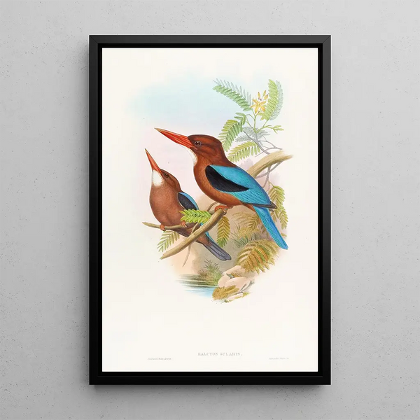 Martin-pêcheur de Manille - John Gould — framed artwork on a wall