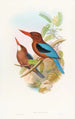 Martin-pêcheur de Manille - John Gould — artwork view
