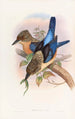 Kingfisher painting mantled - John Gould — artwork view