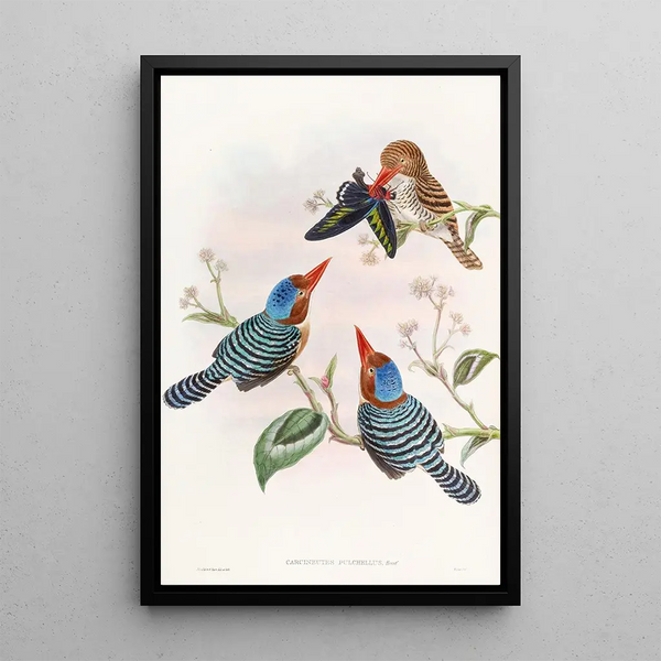 Multicolored Kingfisher Painting - John Gould — framed artwork on a wall