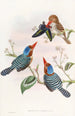Multicolored Kingfisher Painting - John Gould — artwork view