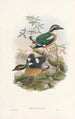 Monographie des Pittidae Pl01 - John Gould — artwork view