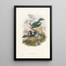 Monographie des Pittidae Pl01 - John Gould — framed artwork on a wall